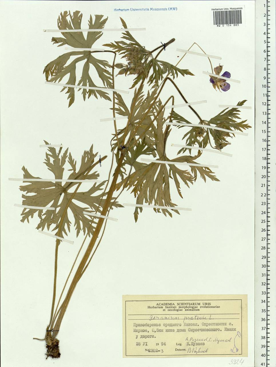 Geranium pratense L., Siberia, Central Siberia (S3) (Russia)
