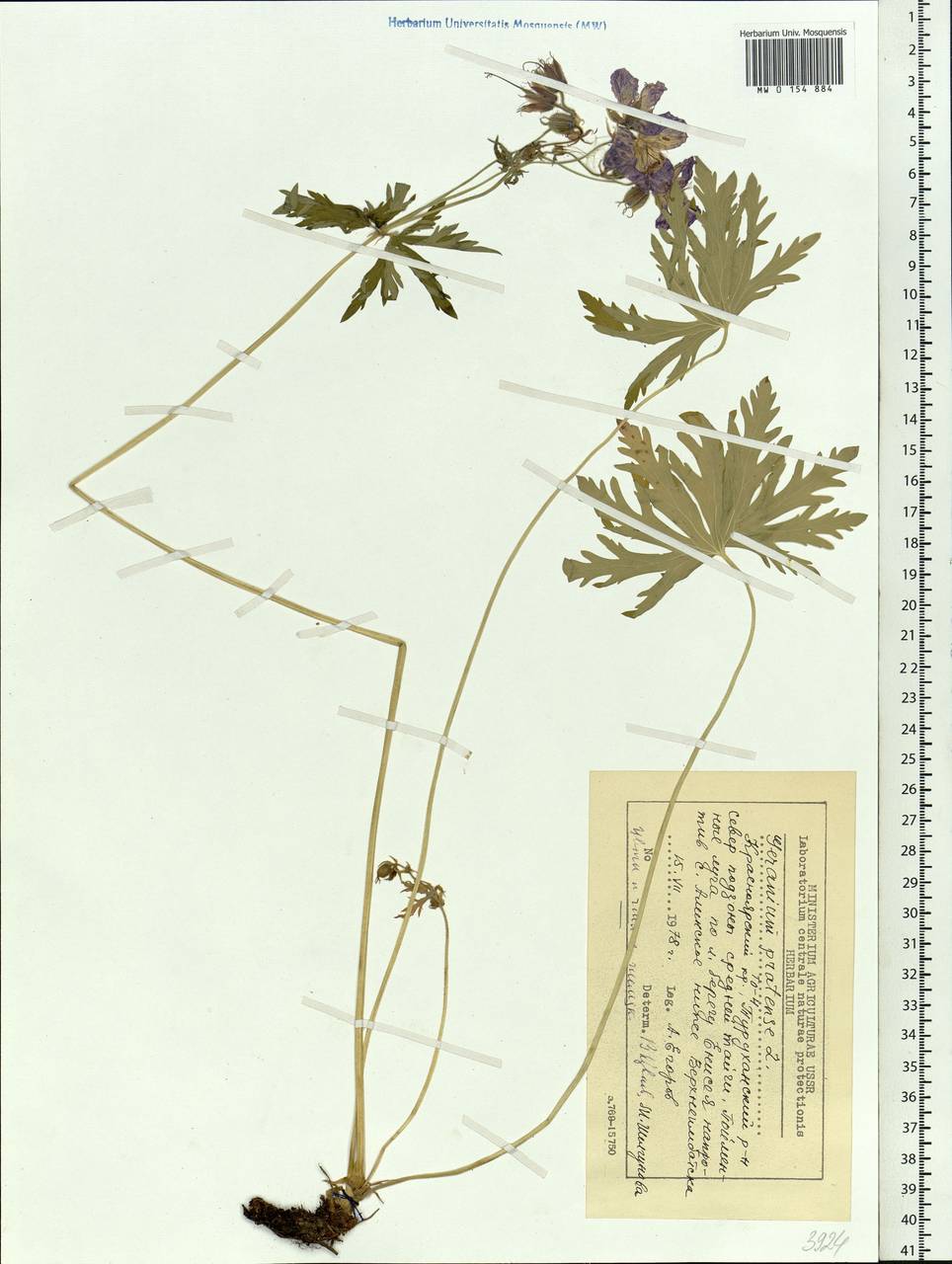 Geranium pratense L., Siberia, Central Siberia (S3) (Russia)