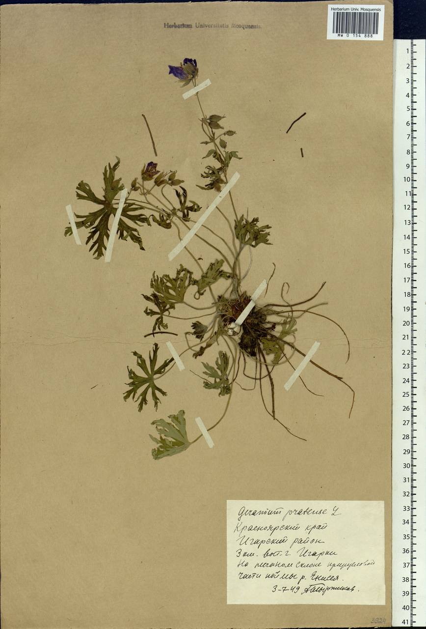 Geranium pratense L., Siberia, Central Siberia (S3) (Russia)