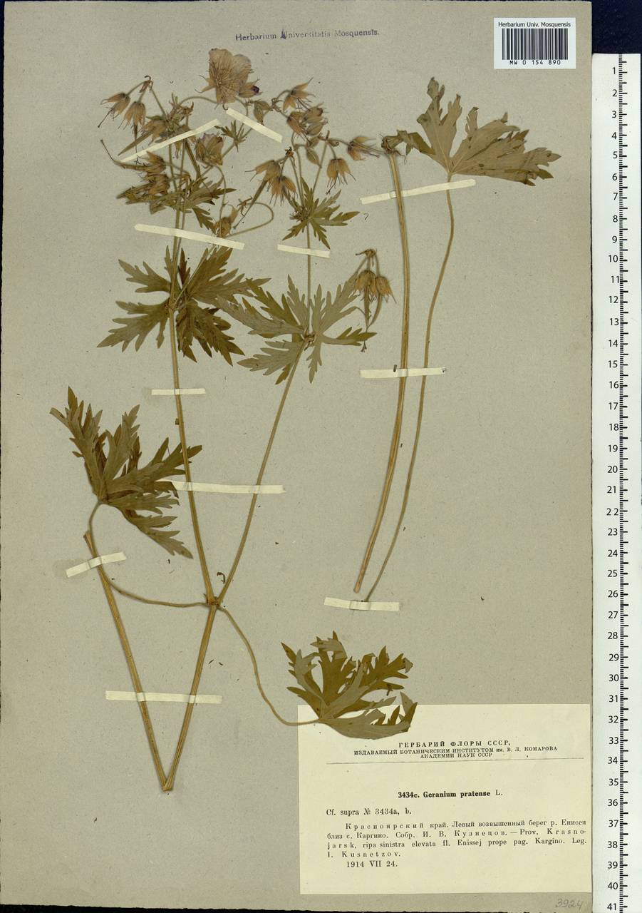 Geranium pratense L., Siberia, Central Siberia (S3) (Russia)