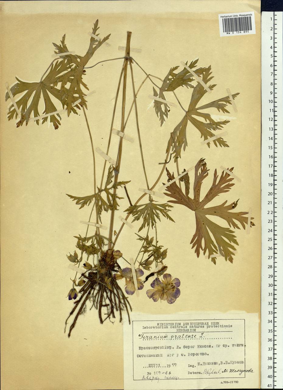 Geranium pratense L., Siberia, Central Siberia (S3) (Russia)