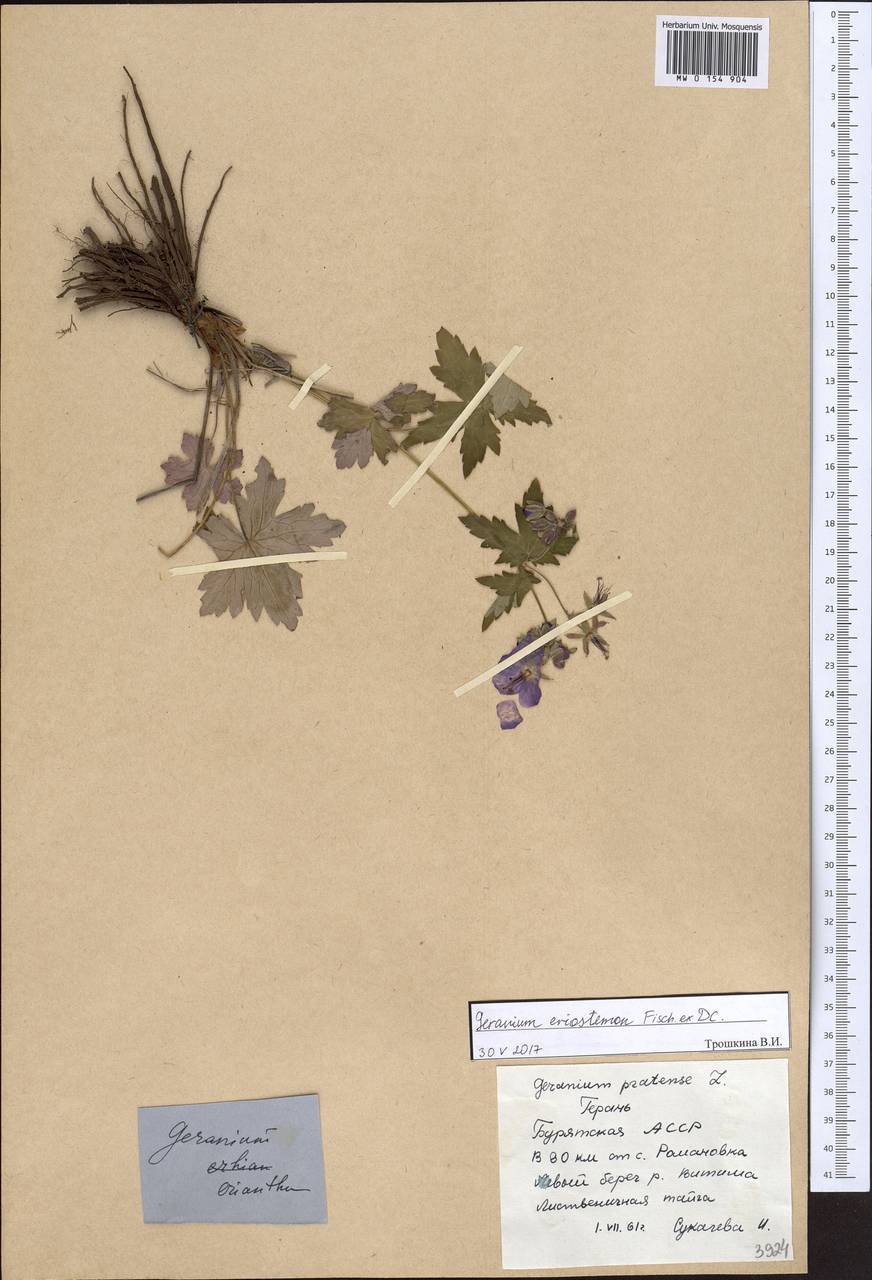 Geranium platyanthum Duthie, Siberia, Baikal & Transbaikal region (S4) (Russia)