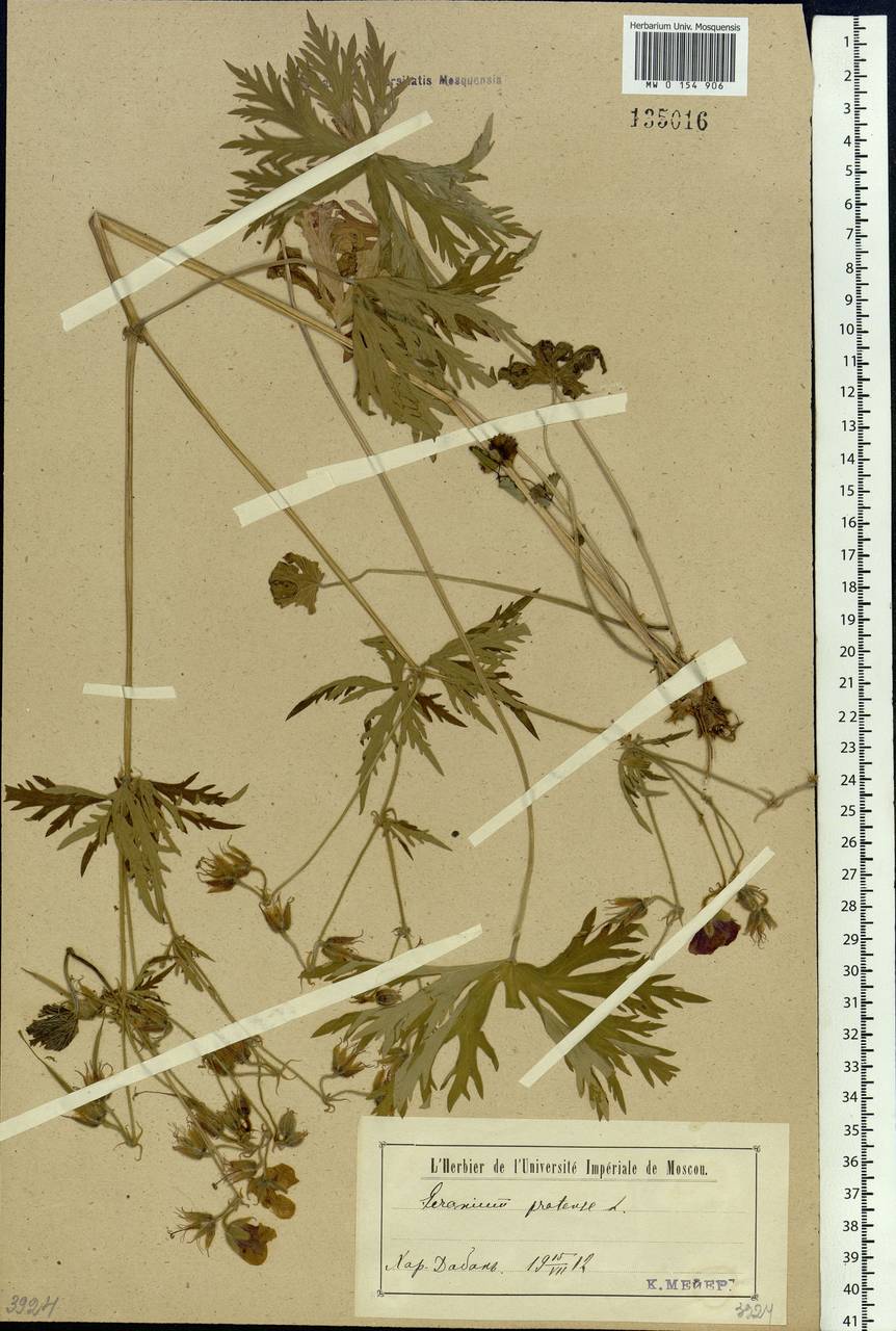 Geranium pratense L., Siberia, Baikal & Transbaikal region (S4) (Russia)