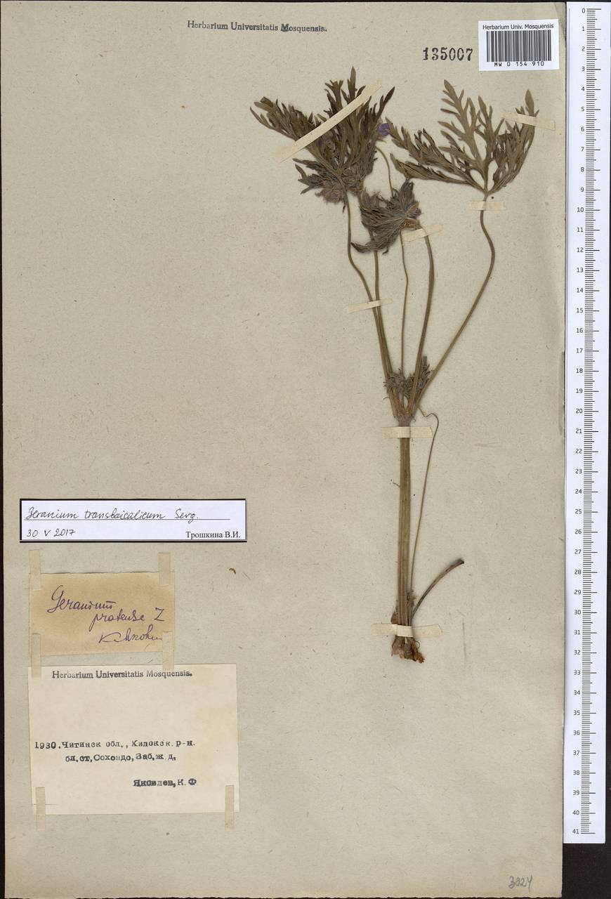 Geranium pratense L., Siberia, Baikal & Transbaikal region (S4) (Russia)