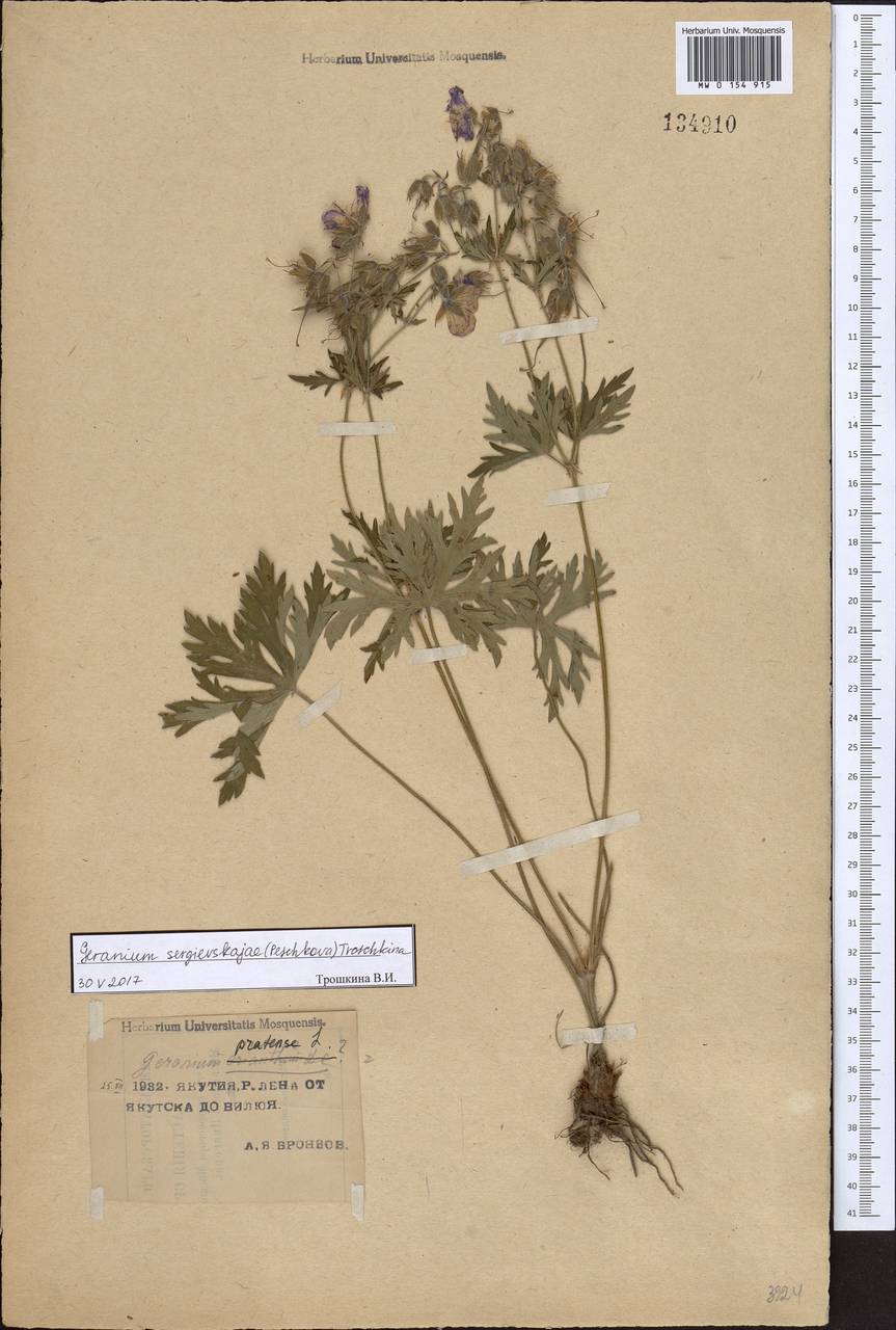 Geranium pratense L., Siberia, Yakutia (S5) (Russia)