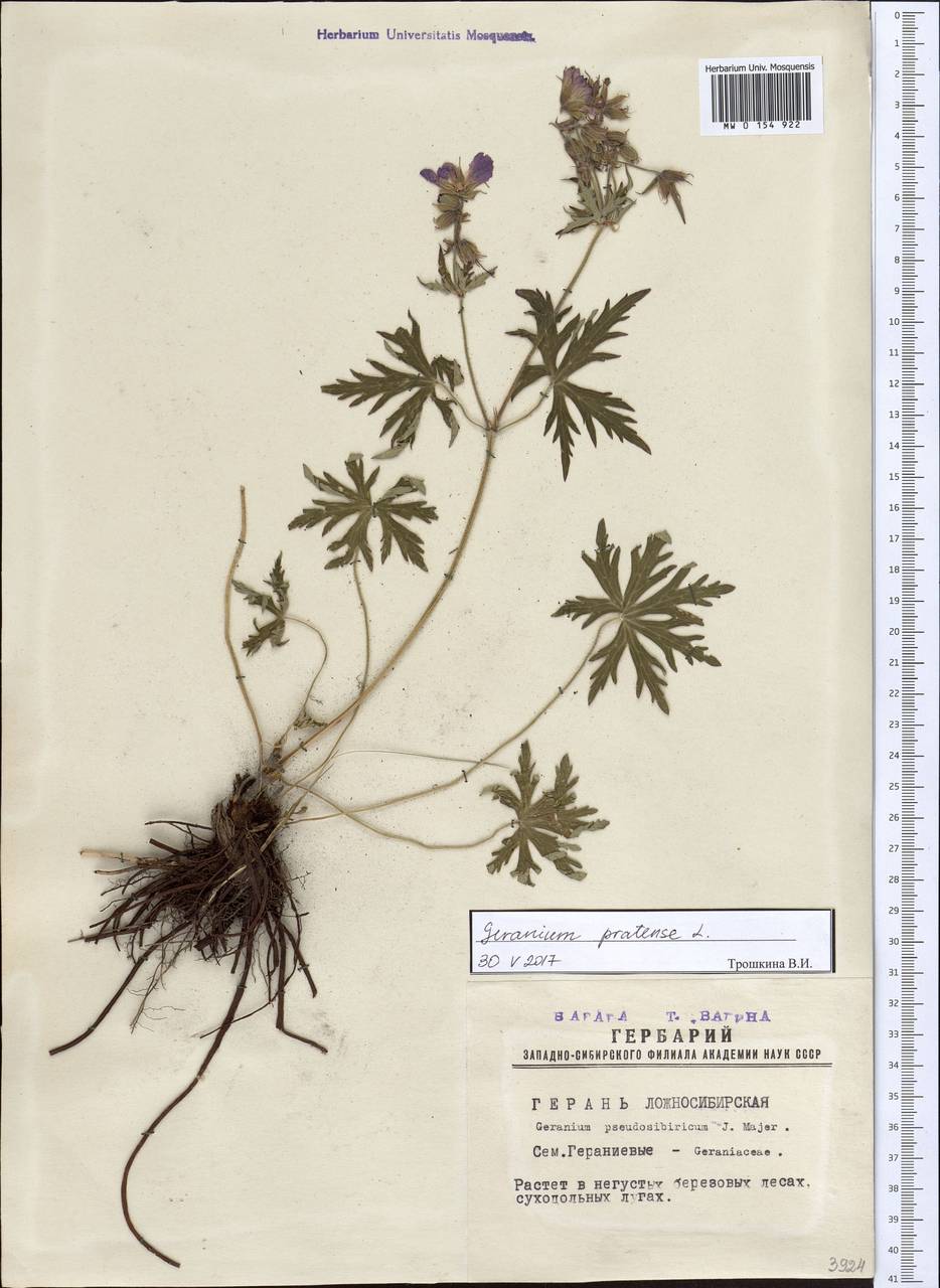 Geranium pratense L., Siberia, Western Siberia (S1) (Russia)