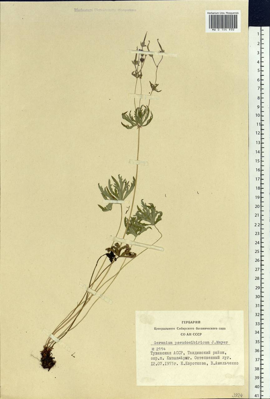 Geranium pseudosibiricum J. Mayer, Siberia, Altai & Sayany Mountains (S2) (Russia)