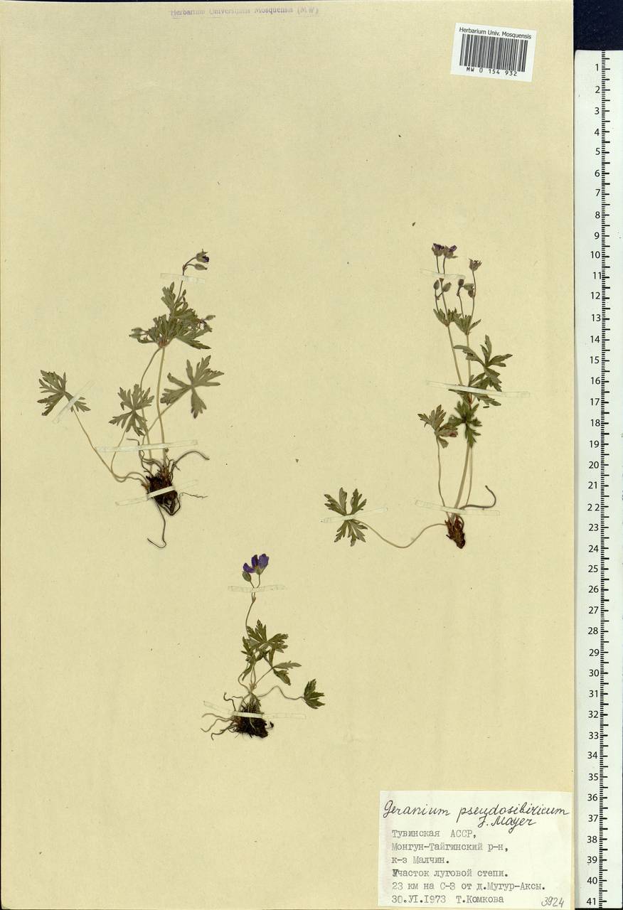 Geranium pseudosibiricum J. Mayer, Siberia, Altai & Sayany Mountains (S2) (Russia)