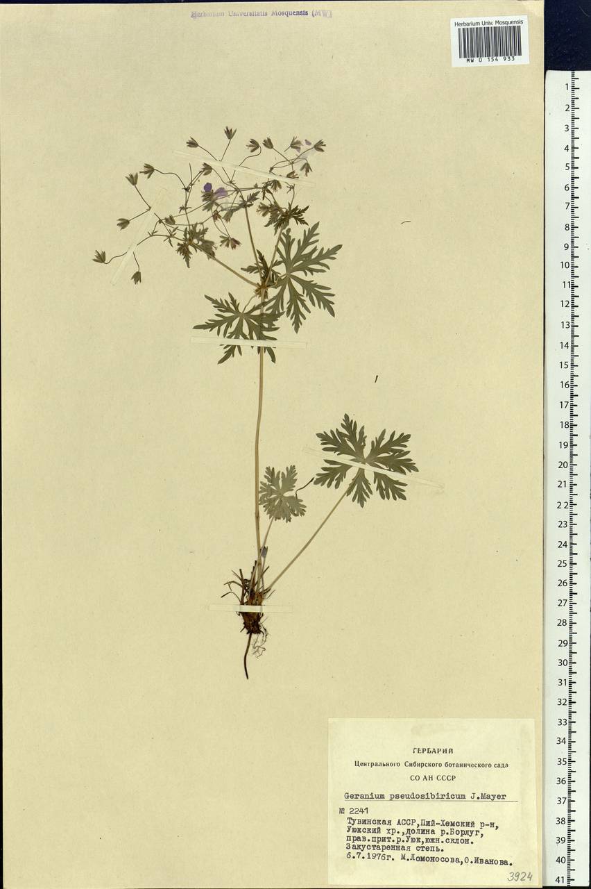 Geranium pseudosibiricum J. Mayer, Siberia, Altai & Sayany Mountains (S2) (Russia)