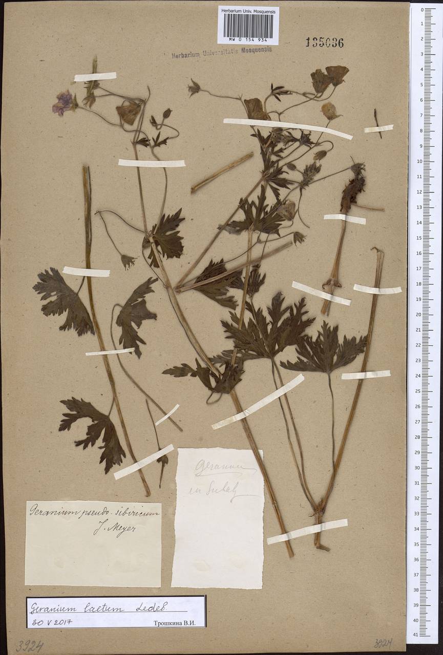 Geranium pseudosibiricum J. Mayer, Siberia (no precise locality) (S0) (Russia)