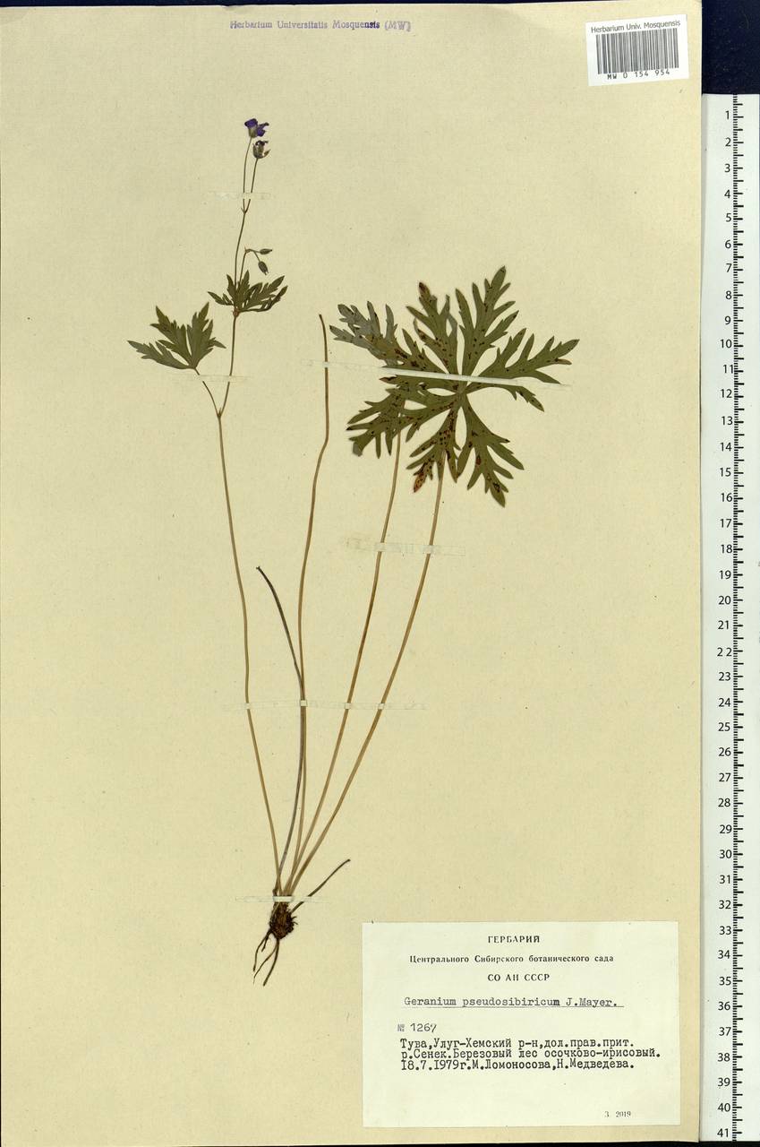 Geranium pseudosibiricum J. Mayer, Siberia, Altai & Sayany Mountains (S2) (Russia)