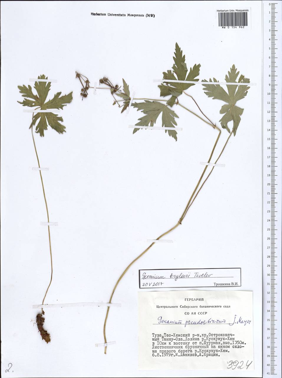 Geranium sylvaticum L., Siberia, Altai & Sayany Mountains (S2) (Russia)