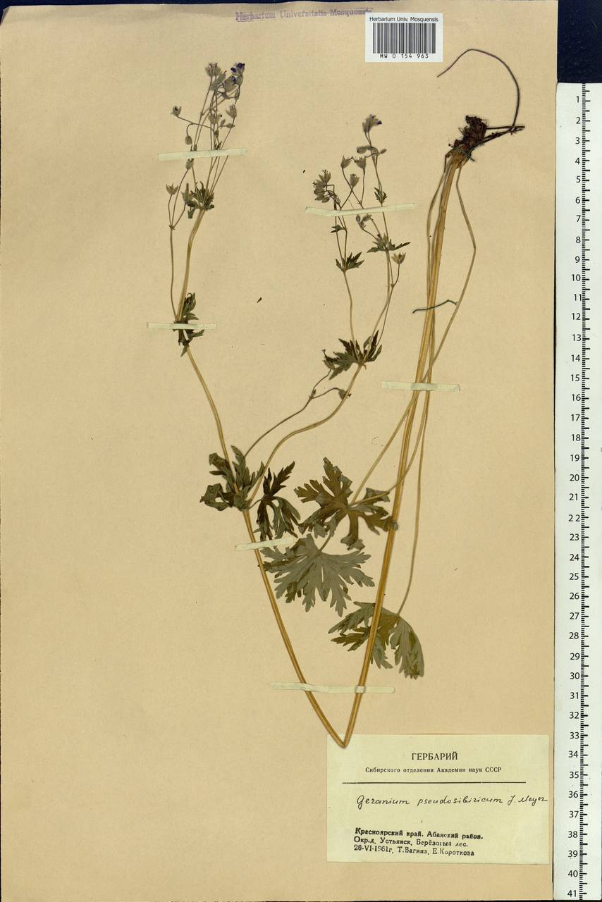 Geranium pseudosibiricum J. Mayer, Siberia, Central Siberia (S3) (Russia)