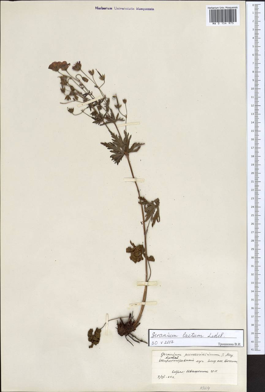 Geranium pseudosibiricum J. Mayer, Siberia, Altai & Sayany Mountains (S2) (Russia)
