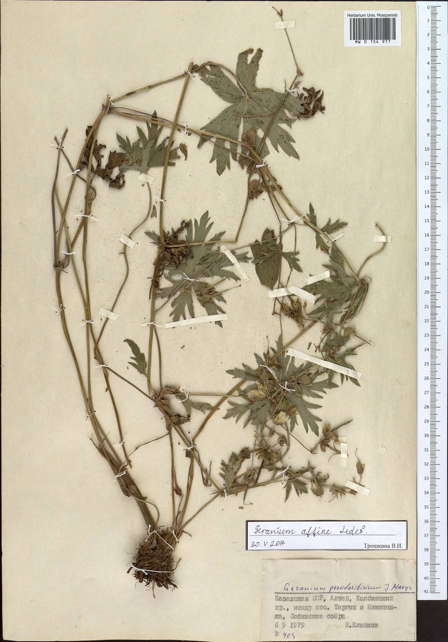 Geranium pratense L., Siberia, Western (Kazakhstan) Altai Mountains (S2a) (Kazakhstan)