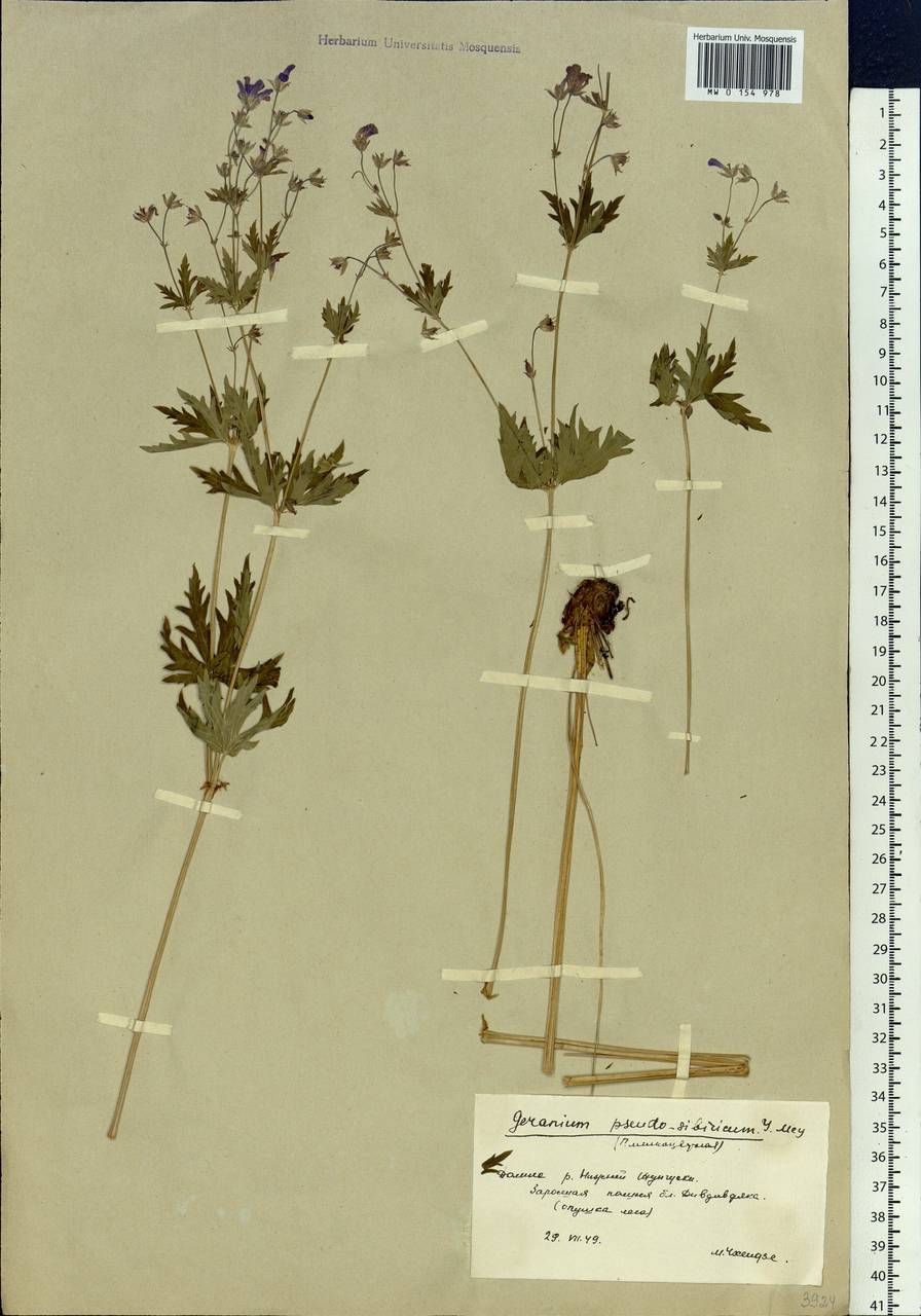Geranium pseudosibiricum J. Mayer, Siberia, Baikal & Transbaikal region (S4) (Russia)