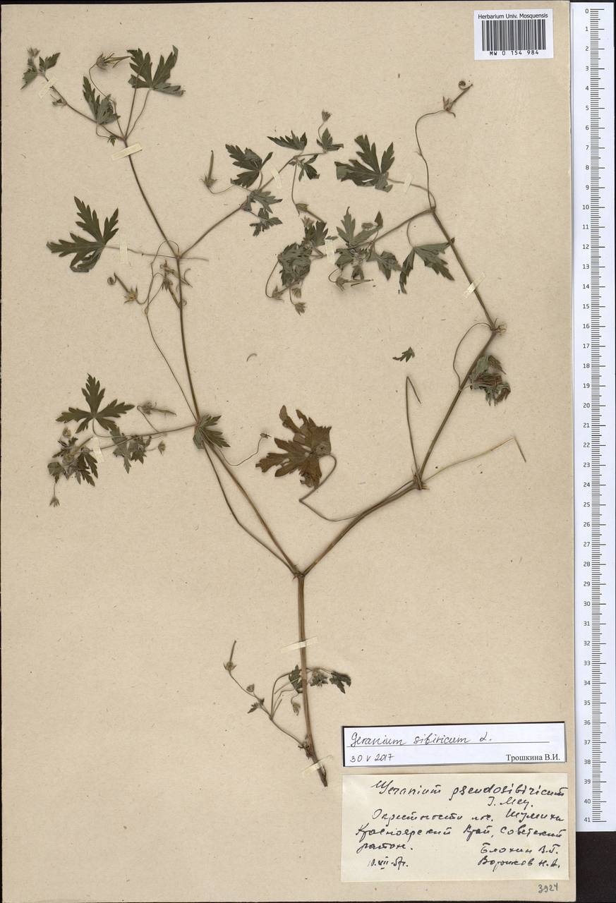 Geranium sibiricum L., Siberia, Central Siberia (S3) (Russia)