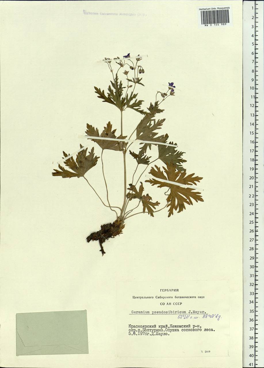 Geranium pseudosibiricum J. Mayer, Siberia, Central Siberia (S3) (Russia)
