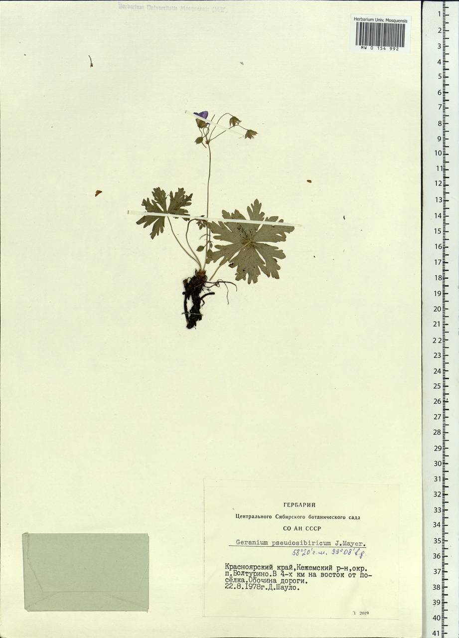 Geranium pseudosibiricum J. Mayer, Siberia, Central Siberia (S3) (Russia)
