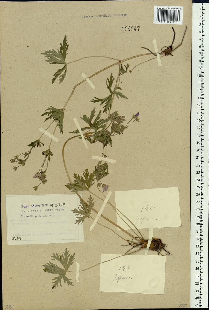 Geranium pseudosibiricum J. Mayer, Siberia, Baikal & Transbaikal region (S4) (Russia)