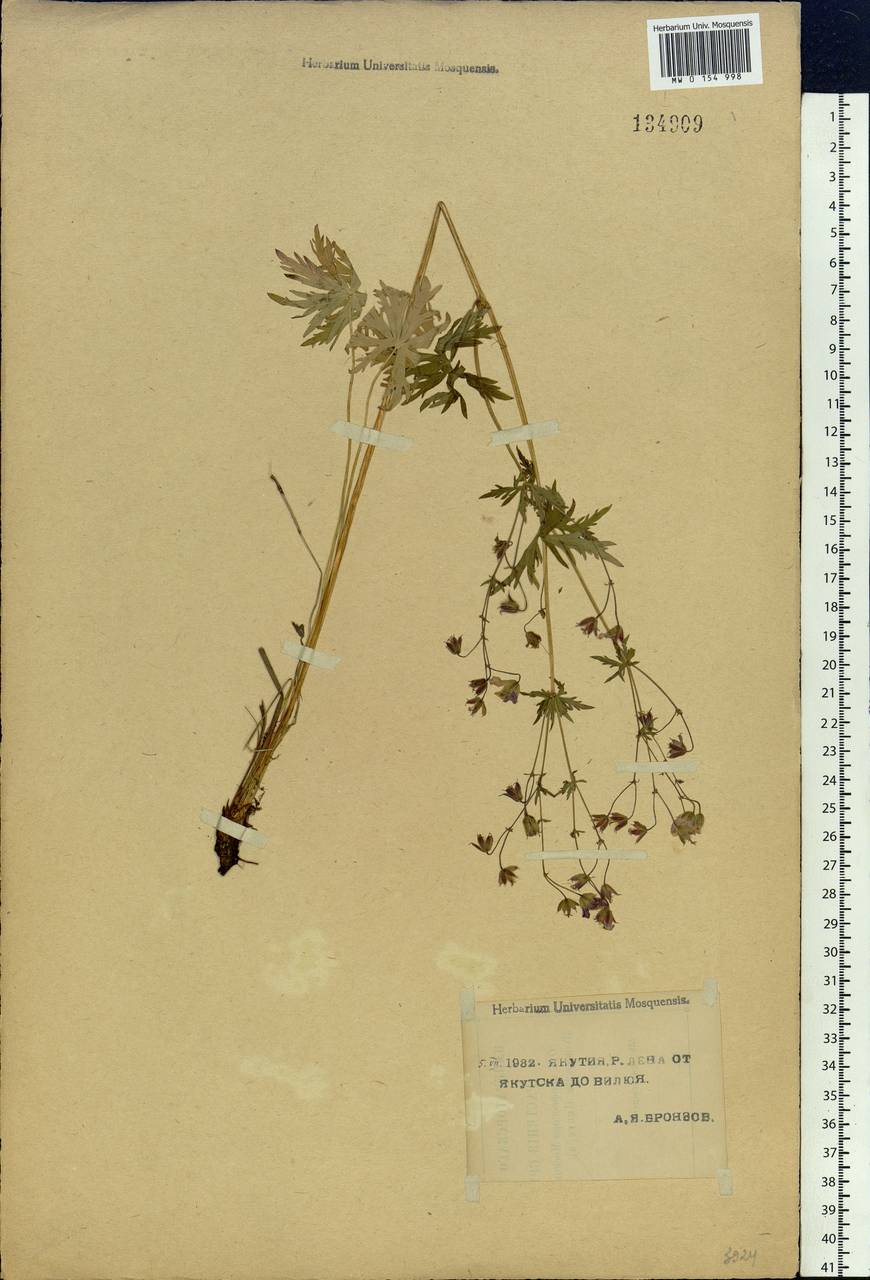 Geranium pseudosibiricum J. Mayer, Siberia, Yakutia (S5) (Russia)