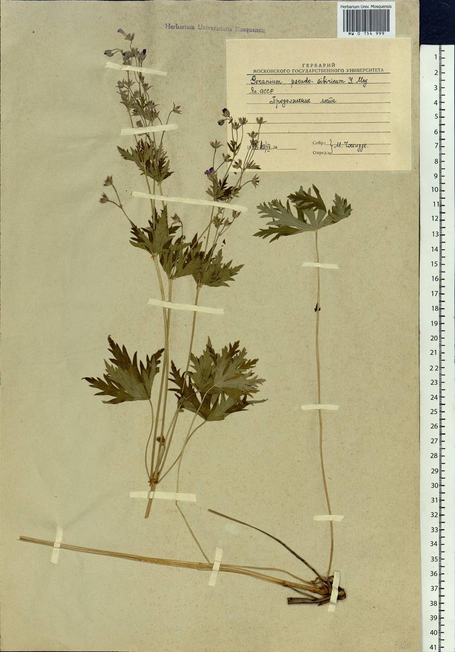 Geranium pseudosibiricum J. Mayer, Siberia, Baikal & Transbaikal region (S4) (Russia)