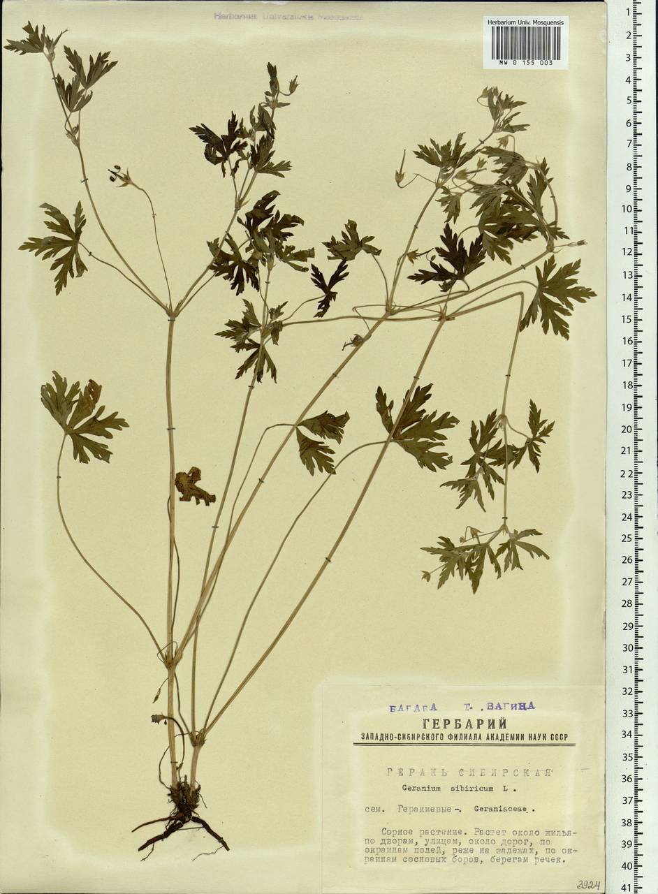 Geranium sibiricum L., Siberia, Western Siberia (S1) (Russia)