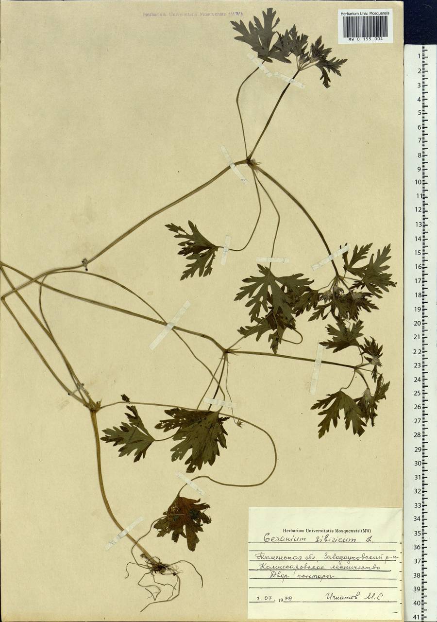 Geranium sibiricum L., Siberia, Western Siberia (S1) (Russia)