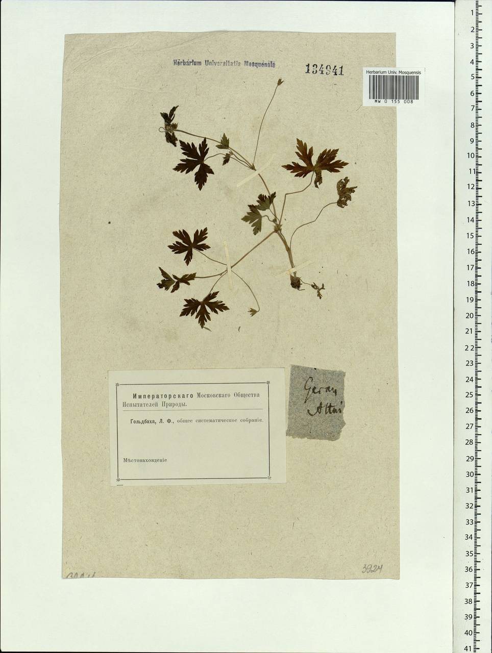 Geranium sibiricum L., Siberia, Altai & Sayany Mountains (S2) (Russia)