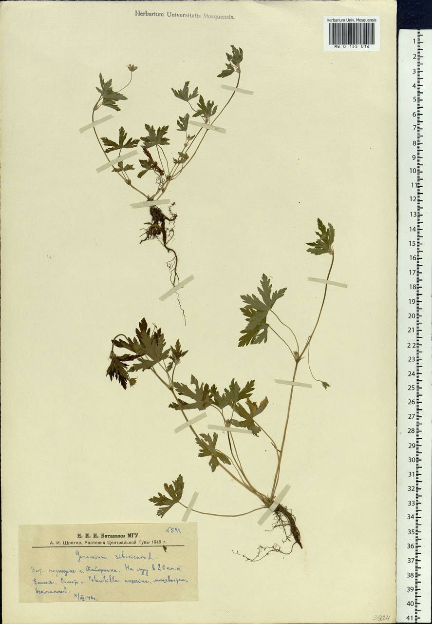 Geranium sibiricum L., Siberia, Altai & Sayany Mountains (S2) (Russia)