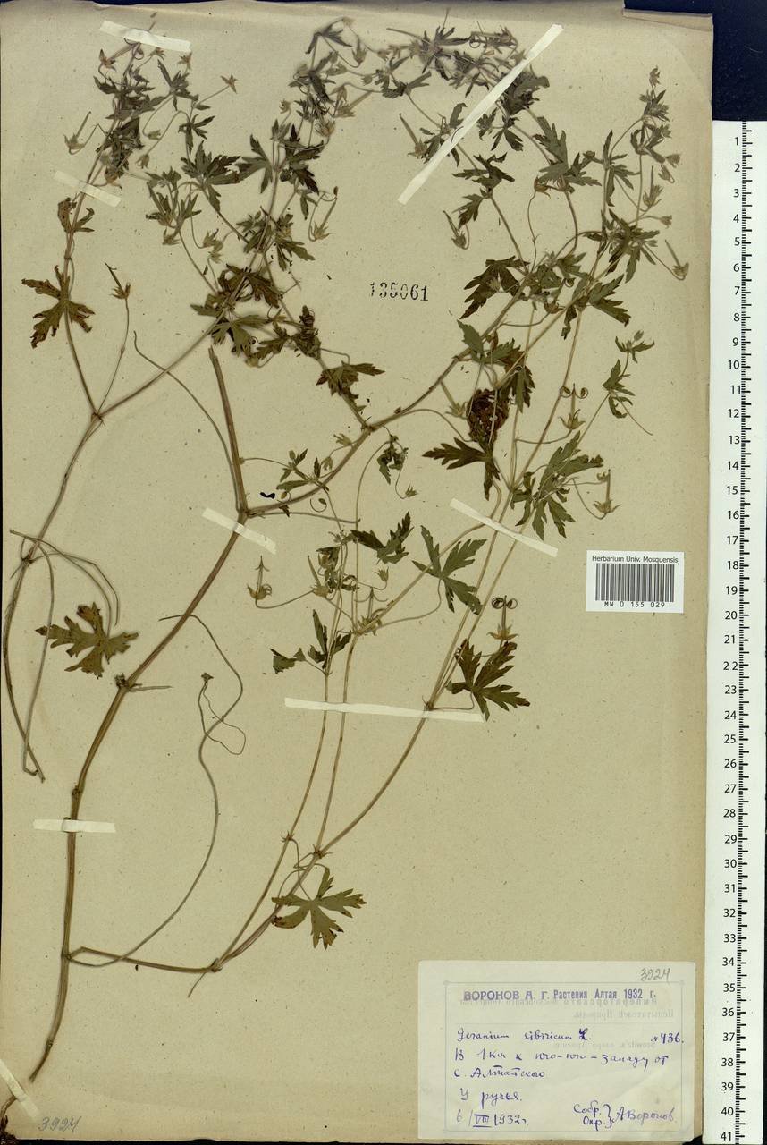 Geranium sibiricum L., Siberia, Western (Kazakhstan) Altai Mountains (S2a) (Kazakhstan)
