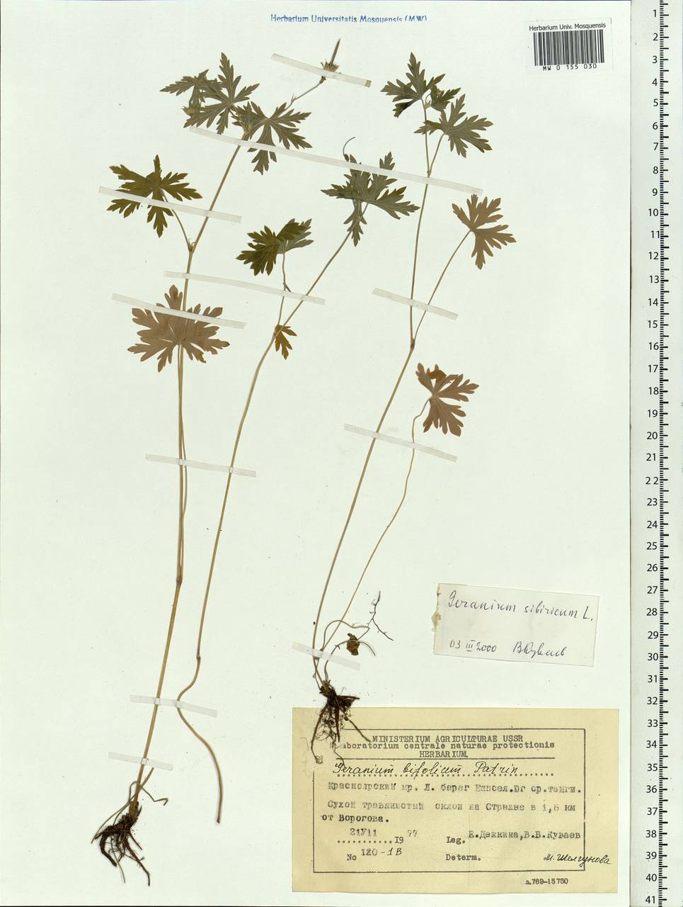 Geranium sibiricum L., Siberia, Central Siberia (S3) (Russia)