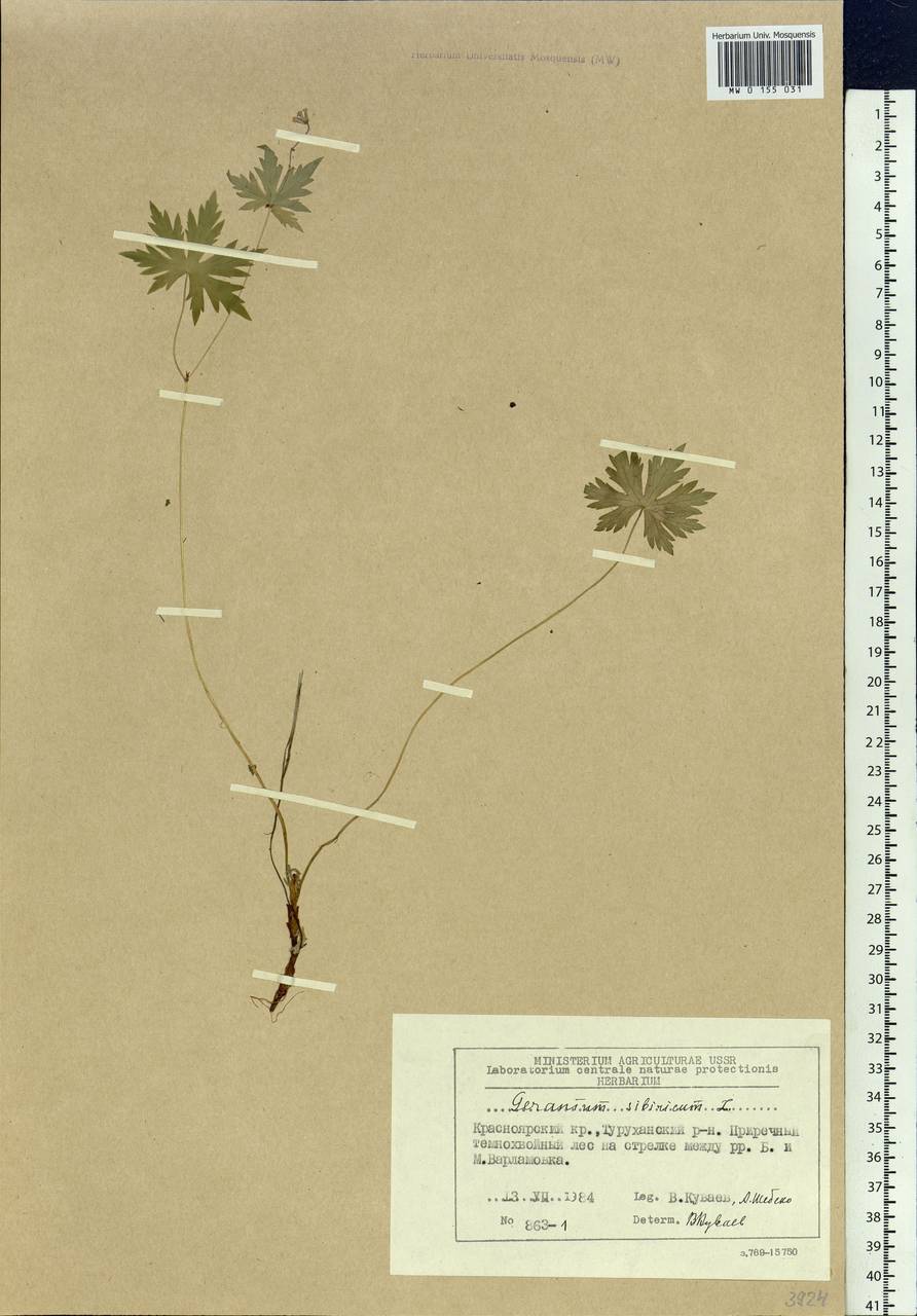 Geranium sibiricum L., Siberia, Central Siberia (S3) (Russia)