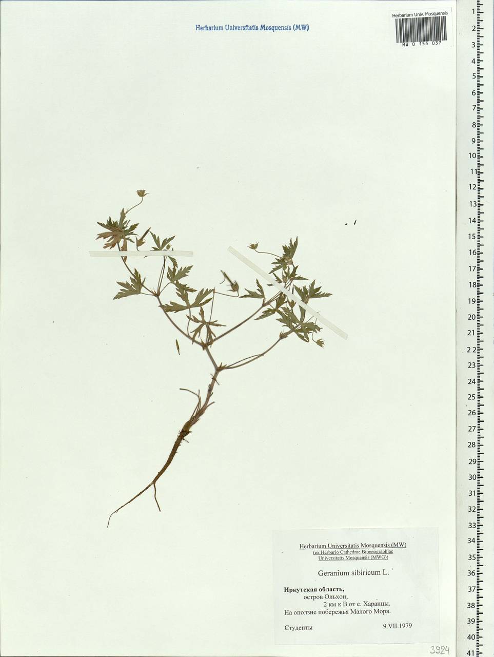 Geranium sibiricum L., Siberia, Baikal & Transbaikal region (S4) (Russia)