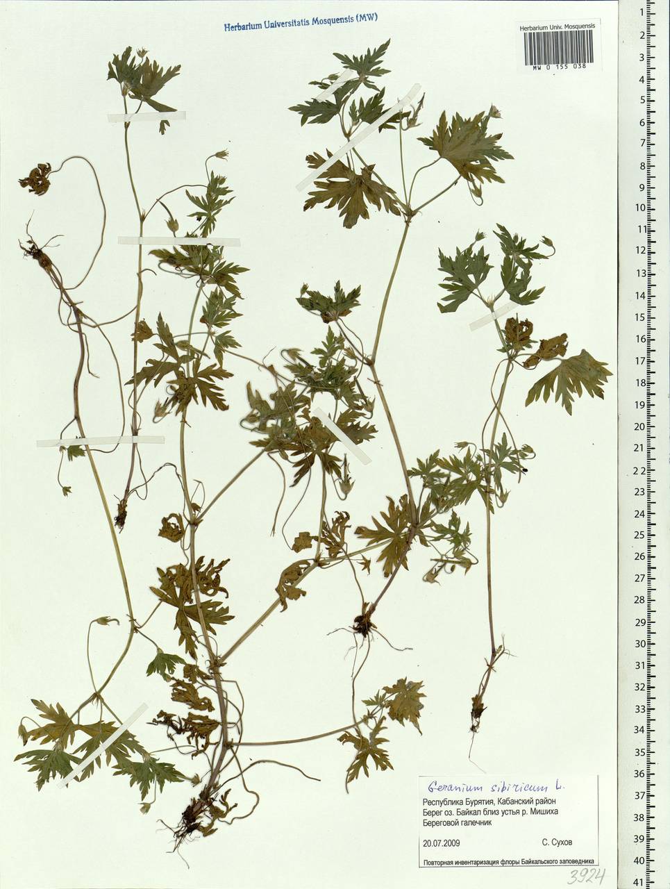Geranium sibiricum L., Siberia, Baikal & Transbaikal region (S4) (Russia)