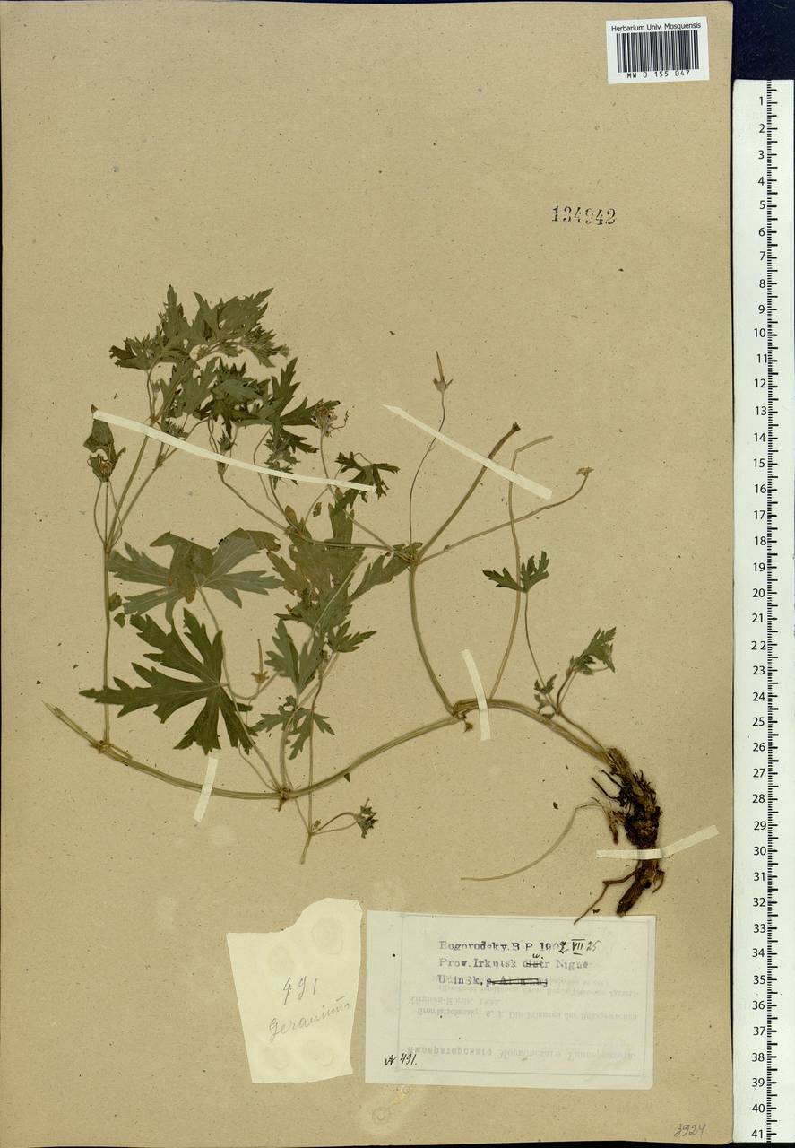 Geranium sibiricum L., Siberia, Baikal & Transbaikal region (S4) (Russia)