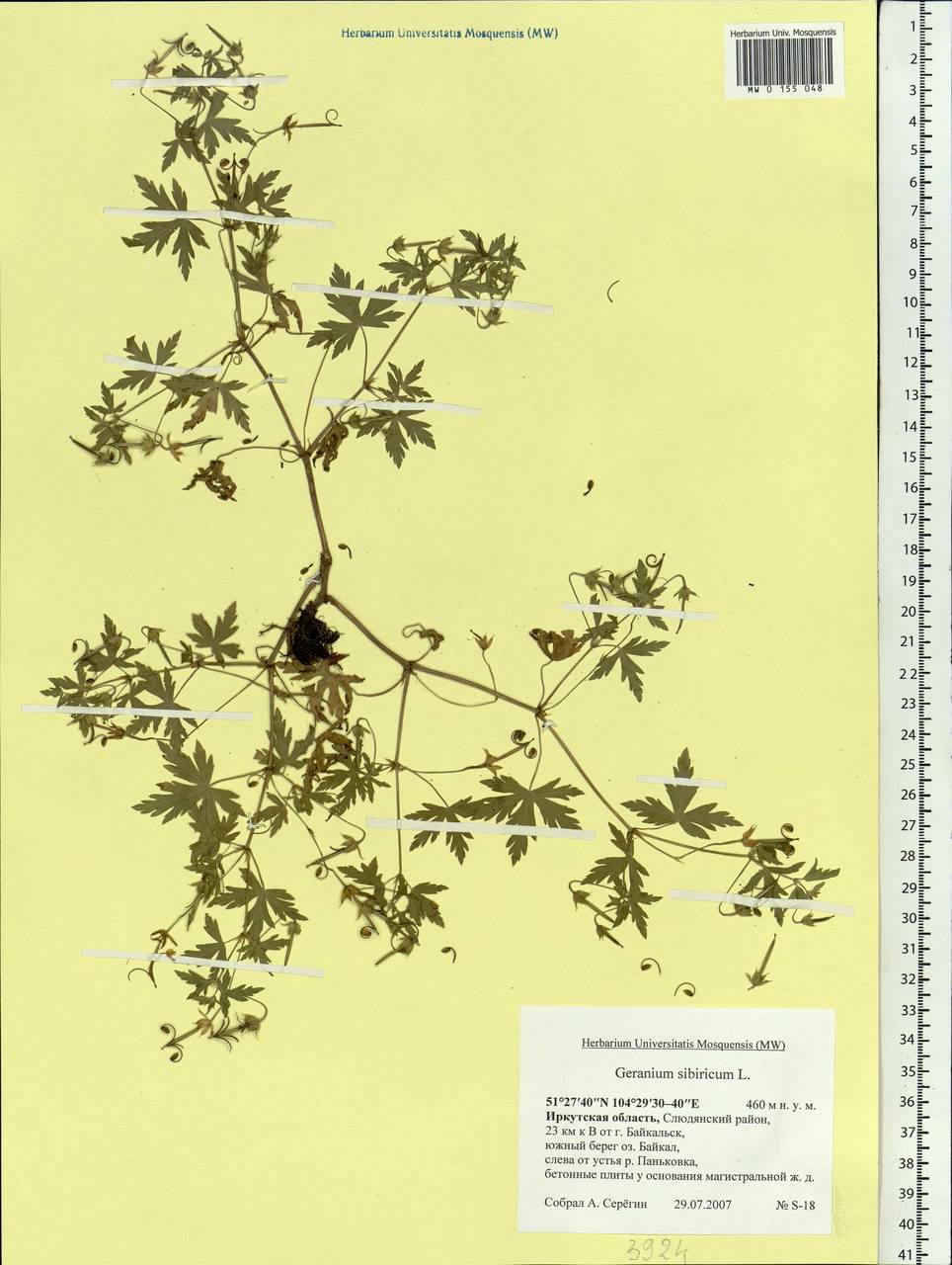 Geranium sibiricum L., Siberia, Baikal & Transbaikal region (S4) (Russia)