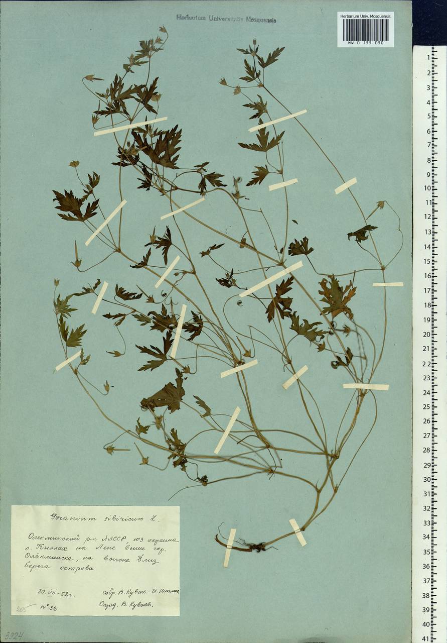 Geranium sibiricum L., Siberia, Yakutia (S5) (Russia)