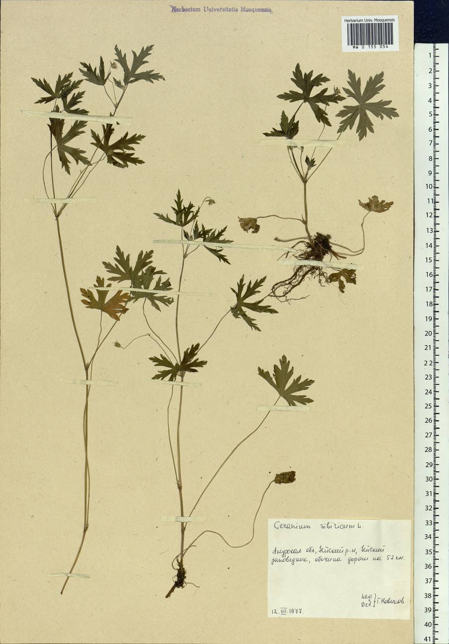 Geranium sibiricum L., Siberia, Russian Far East (S6) (Russia)