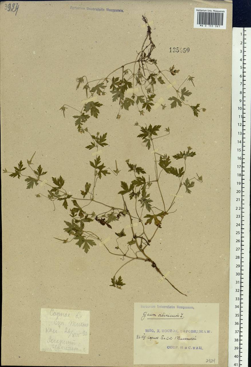 Geranium sibiricum L., Siberia, Russian Far East (S6) (Russia)