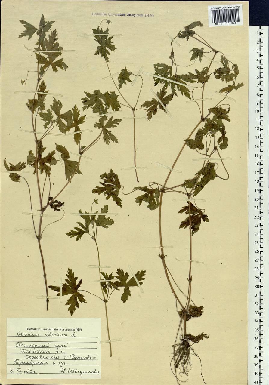 Geranium sibiricum L., Siberia, Russian Far East (S6) (Russia)