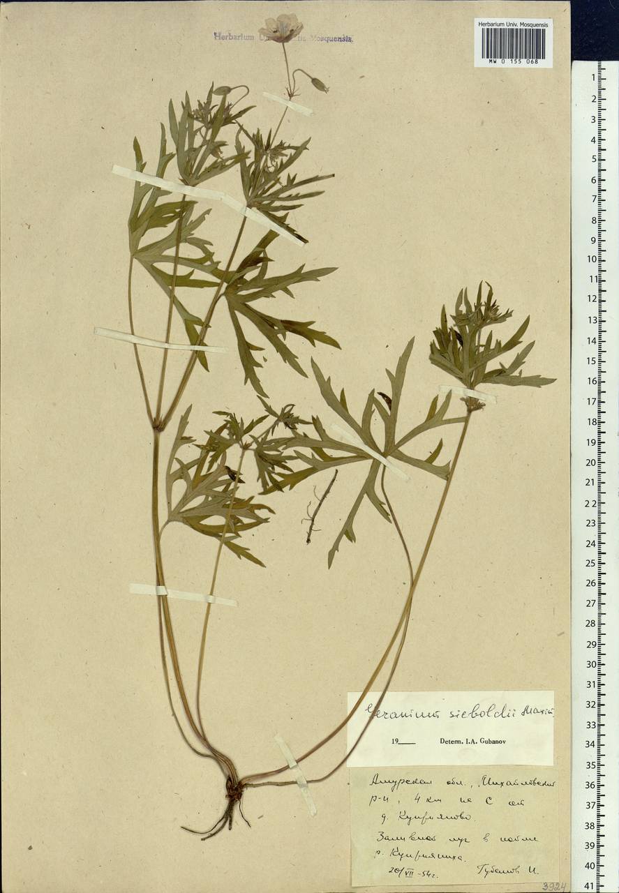 Geranium krameri Franch. & Sav., Siberia, Russian Far East (S6) (Russia)