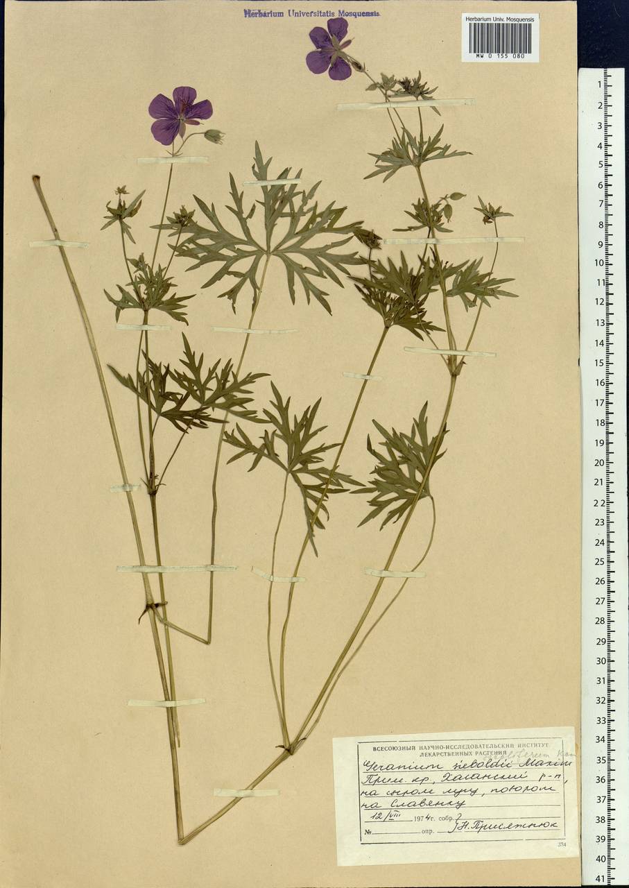Geranium soboliferum Kom., Siberia, Russian Far East (S6) (Russia)