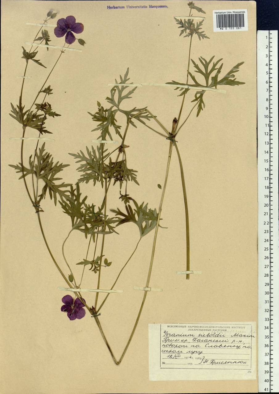 Geranium soboliferum Kom., Siberia, Russian Far East (S6) (Russia)