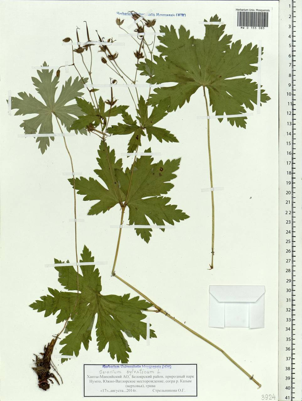 Geranium sylvaticum L., Siberia, Western Siberia (S1) (Russia)