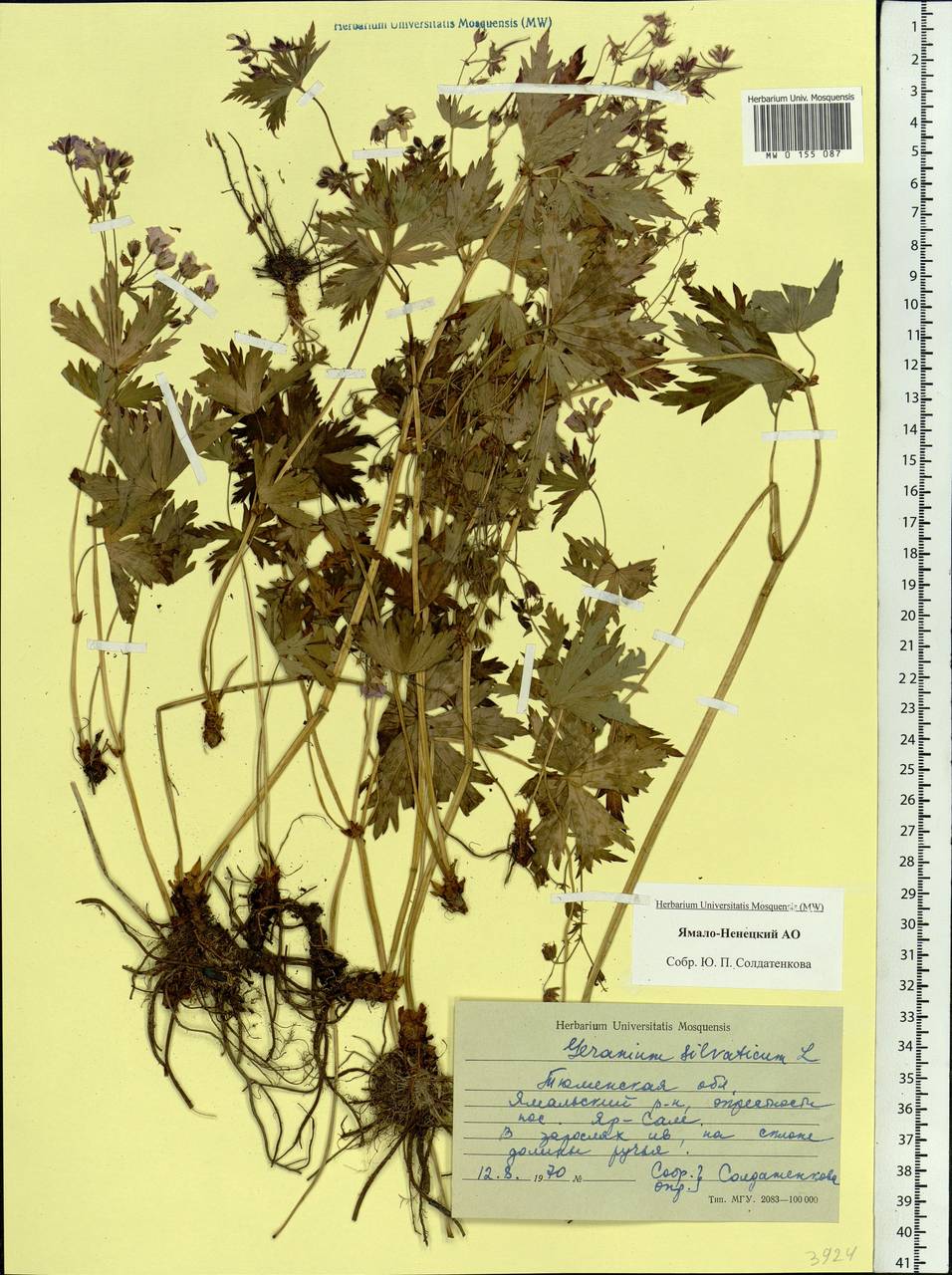 Geranium sylvaticum L., Siberia, Western Siberia (S1) (Russia)