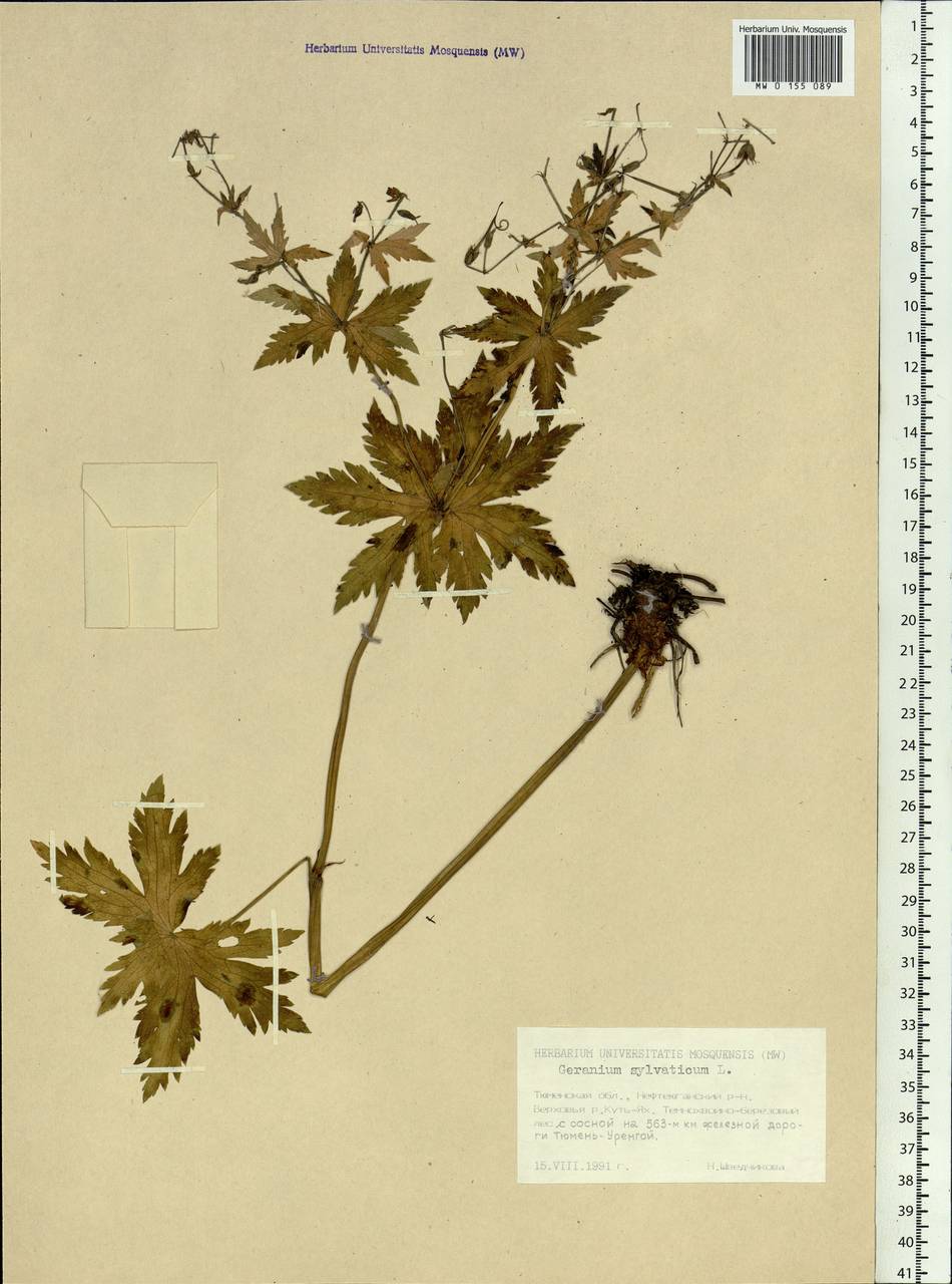 Geranium sylvaticum L., Siberia, Western Siberia (S1) (Russia)