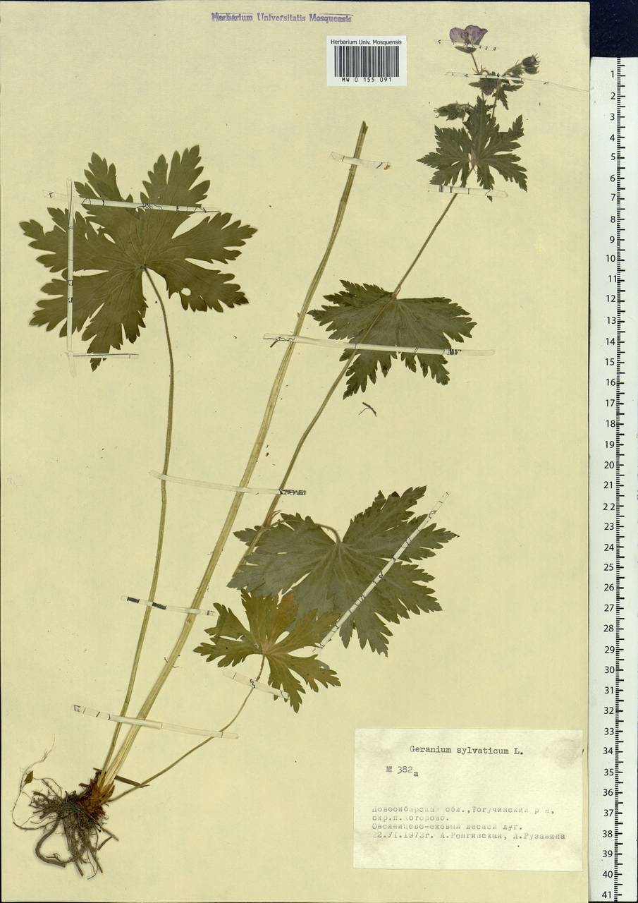 Geranium sylvaticum L., Siberia, Western Siberia (S1) (Russia)