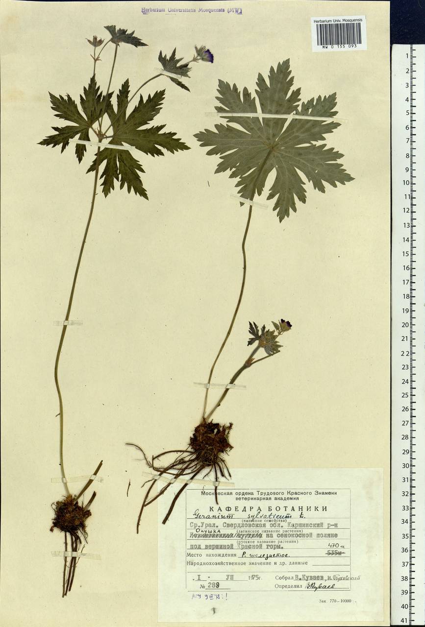 Geranium sylvaticum L., Eastern Europe, Eastern region (E10) (Russia)