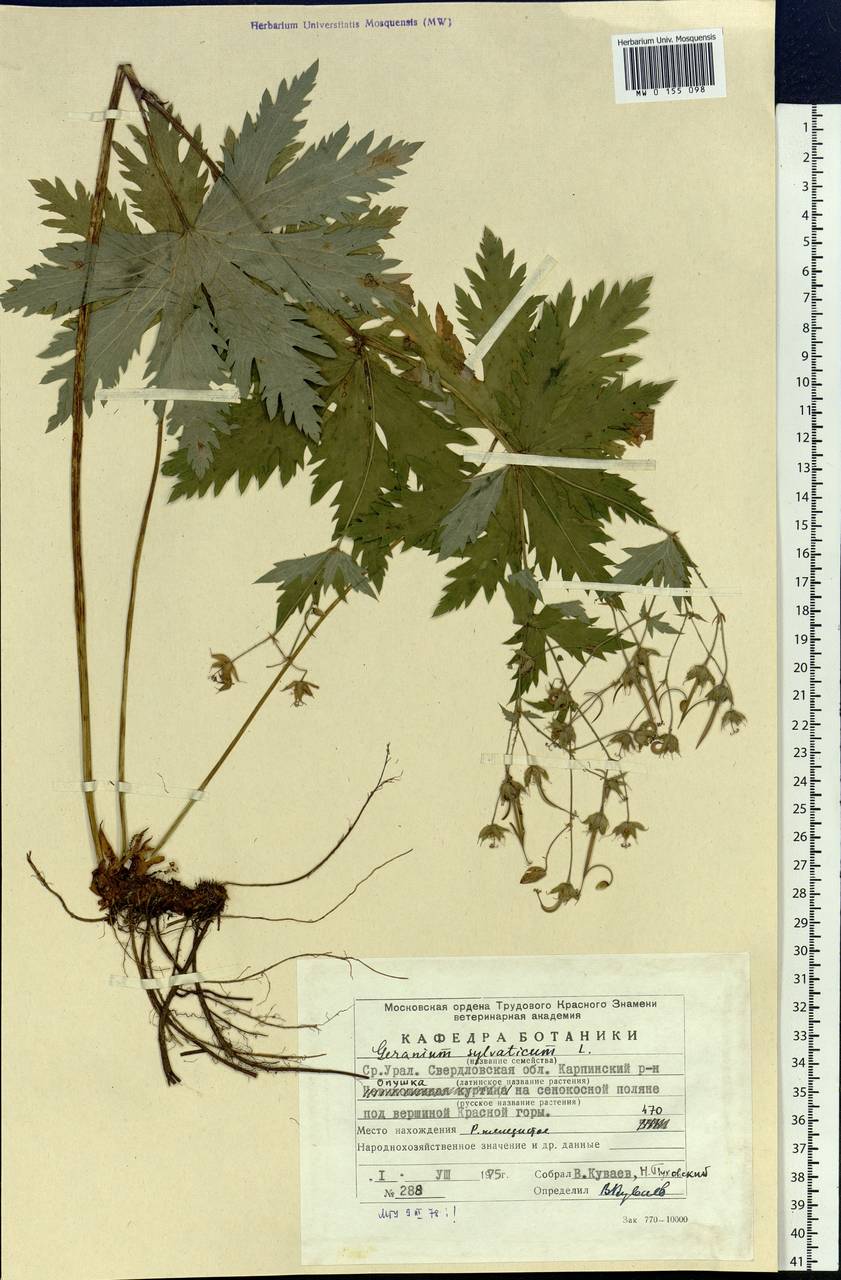Geranium sylvaticum L., Eastern Europe, Eastern region (E10) (Russia)